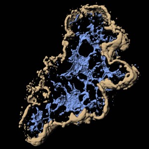 Bukspottkörtel från embryo färgad med immunoflourescens