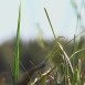 Kvinnligt hormon skyddar mot diabetes