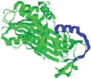 Protein C Inhibitor