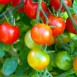Tomatgener ger lovande resultat mot hjärntumör