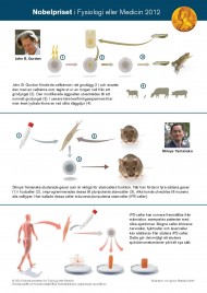 Nobelpris_medicin_2012_Sida_5