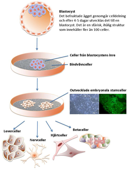 Stamcellers utveckling