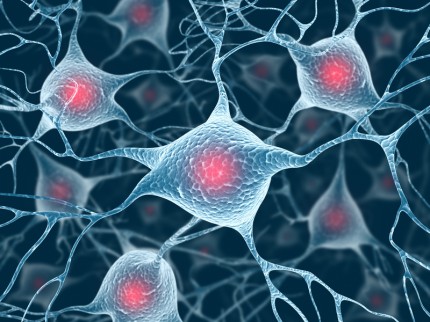 neuroner i hjärnan