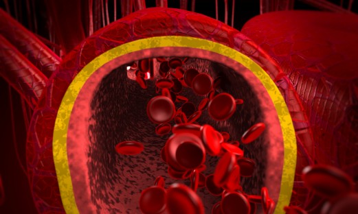 blodkärl i genomskärning