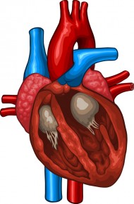 Illustration av ett hjärta i genomskärning