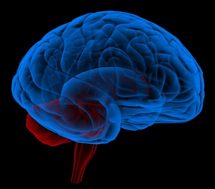 illustration av hjärnan