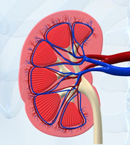 Illustration av en njure i genomskärning