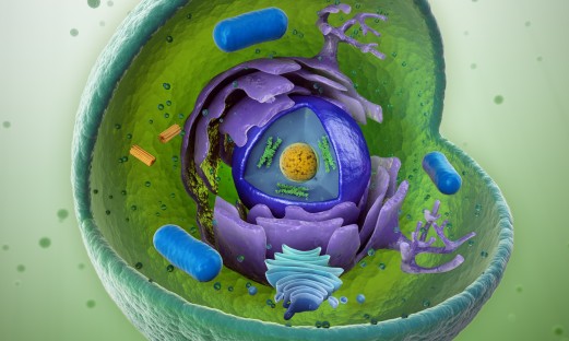 Illustration av cellens insida