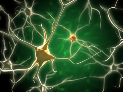 Nätverk av nervceller i hjärnan