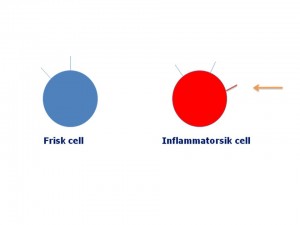 Bild på en frisk och en inflammatorisk cell