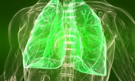 Illustration av transparent torso med lungor