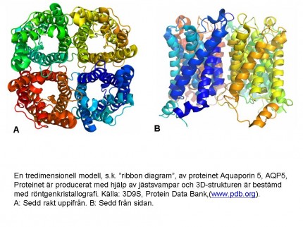 Proteinet aquaporin sedd uppifrån och från sidan