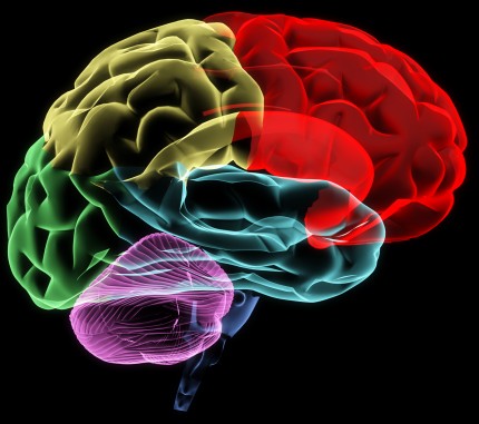 mänsklig hjärna, bild i flera färger