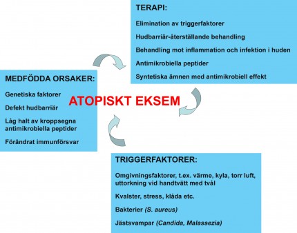 Samband atopiskt eksem