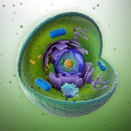 illustration av en cell i genomskärning