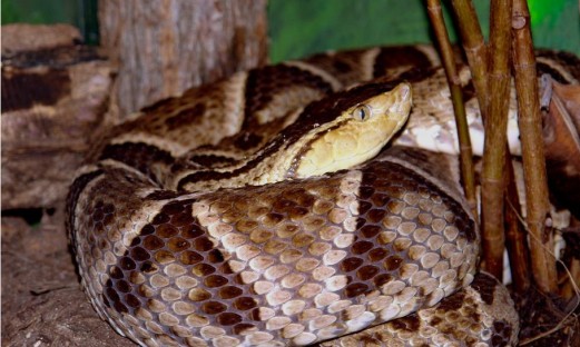 Giftorm, Bothrops asper