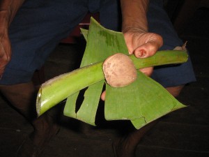 En kreolsk medicinkvinnas behandling av ormbett: bananstam och bissi, en slags nöt. 