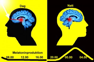 Dygnsrytmen styrs av ljuset
