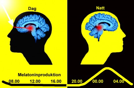 dygnsrytmen styrs av ljuset
