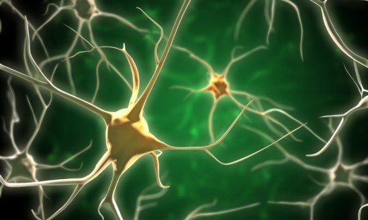 nätverk av neuroner, nervceller
