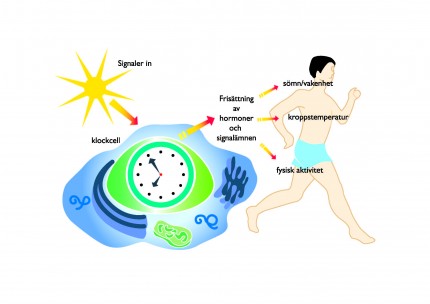 den biologiska klockan