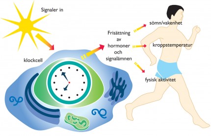 den biologiska klockan