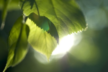 gröna blad och solsken