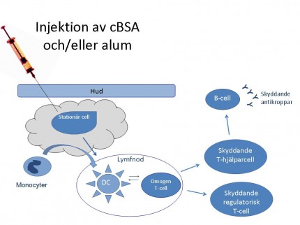 Alum och cBSA