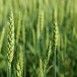 Immunförsvar i obalans kan leda till glutenintolerans