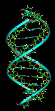 DNA