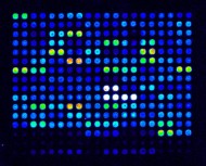 DNA microarray