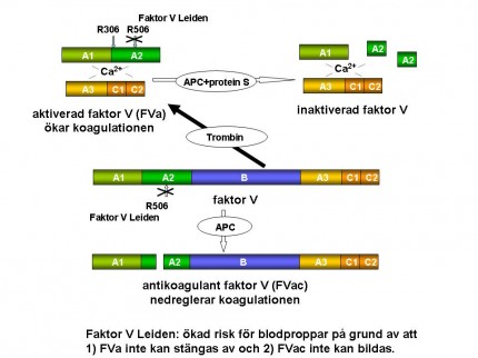 Illustration över blodkoagulering