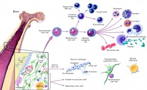 Blodstamcellernas utveckling