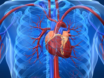 illustration av hjärta i bröstkorg