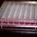 Ultraljud förbättrar stamcells-transplantationer