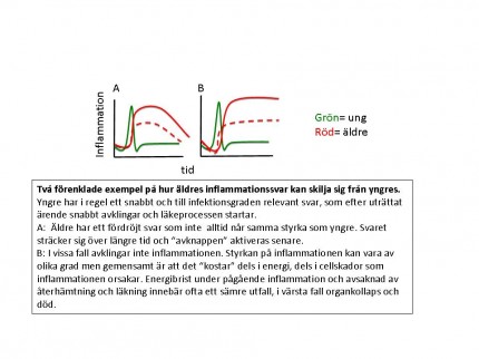 Figur som illustrerar skillnaden i infektionsförlopp hos yngre respektive äldre personer