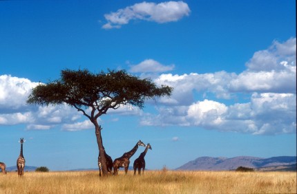 savann med giraffer under ett traed