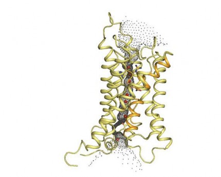 Proteinstruktur