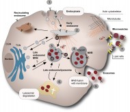 celltransport