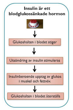 Blodglukossänkande hormon