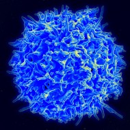 En av de olika celltyper som ingår i människans immunförsvar, en så kallad T-cell