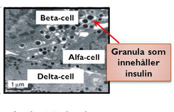 Mikroskopbild innehållande insulin