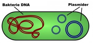 plasmid