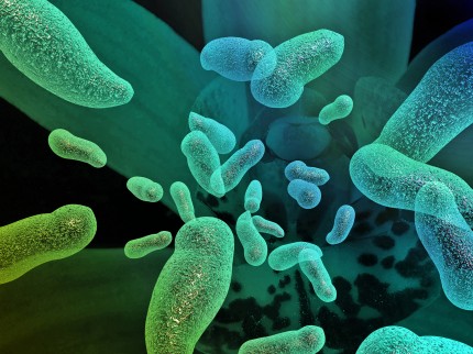 Mikroskopbild av bakterier