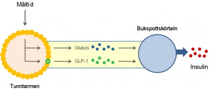 insulinfrisättning