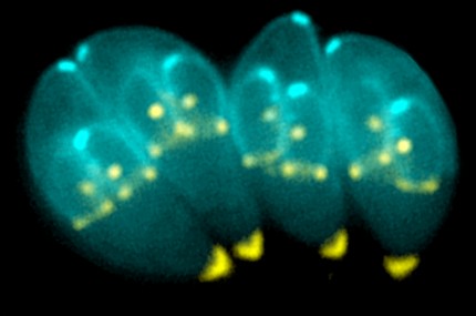 Toxoplasma gondii