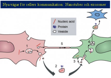 Cellers kommunikation och cancer