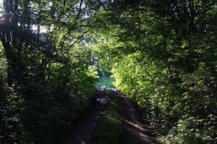 bild på naturmiljö