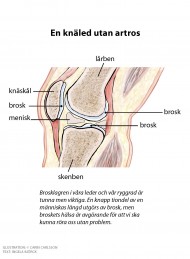 uppbyggnaden av ett knä