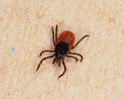 http://www.vetenskaphalsa.se/wp-content/uploads/2013/12/IxodesRicinus2048_WC_Hubert-Berberich-430x343.jpg